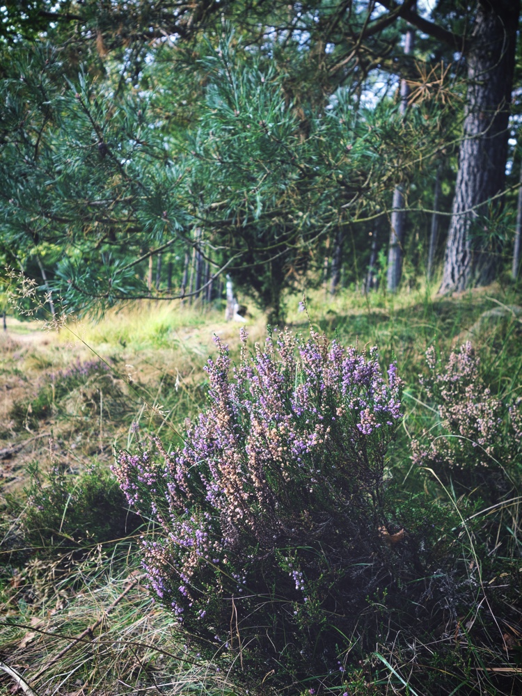 Hed i Lüneburger Heide