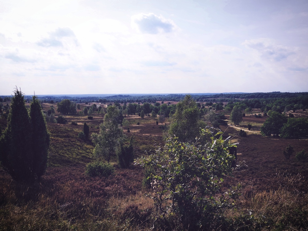 Lüneburger Heide_Landskap 3