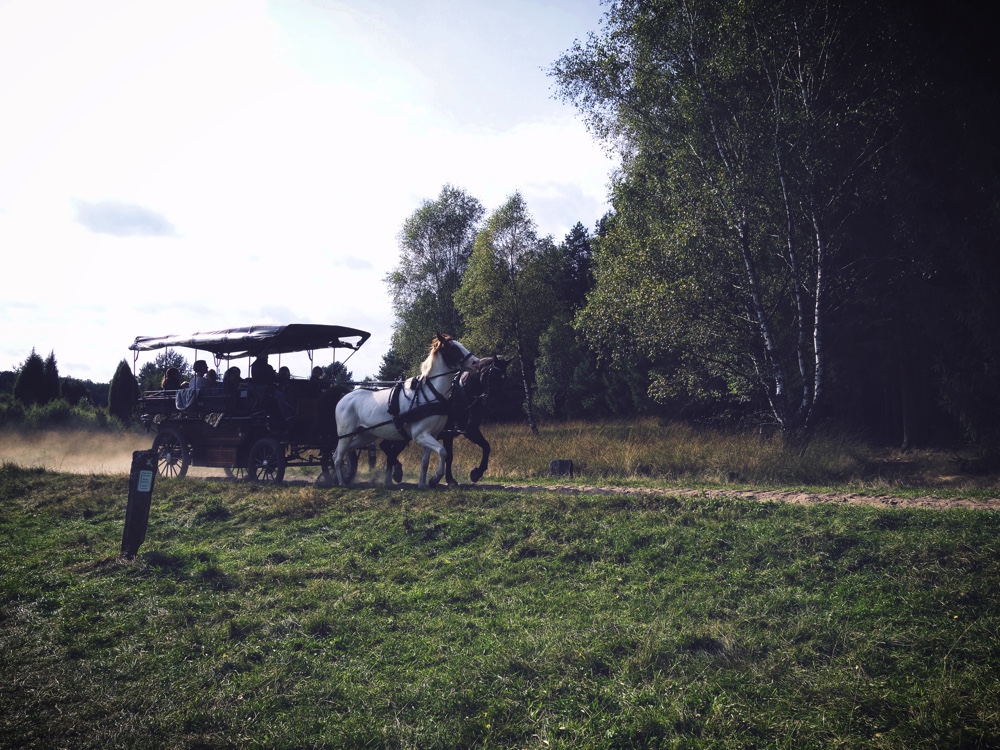 Droska i Lüneburger Heide