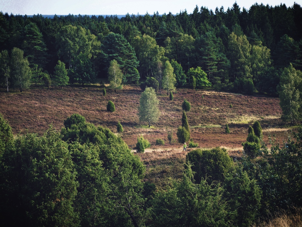 Totengrund_Björkträd