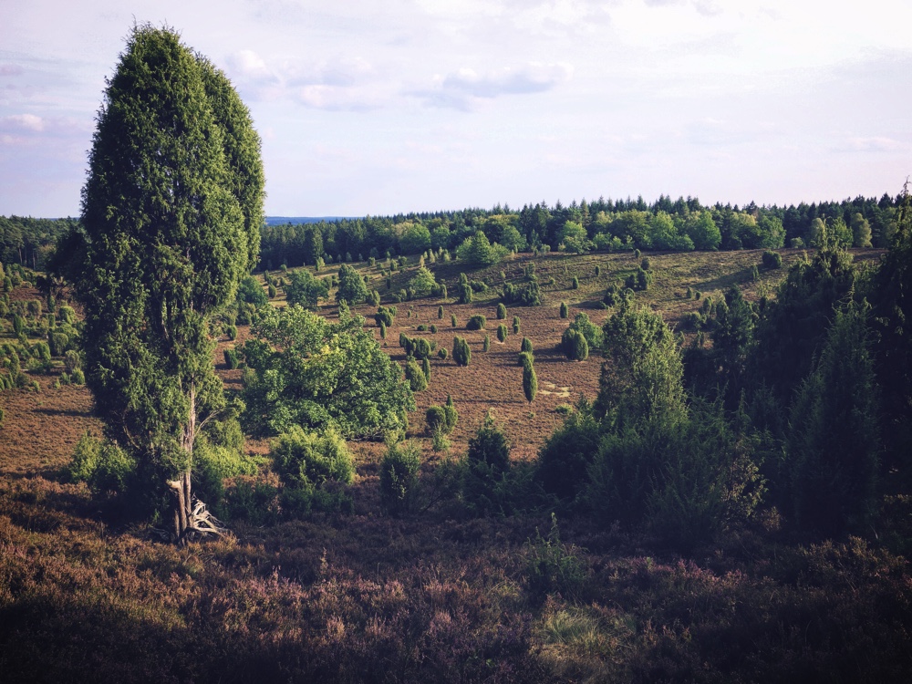 Lüneburger Heide_Totengrund1