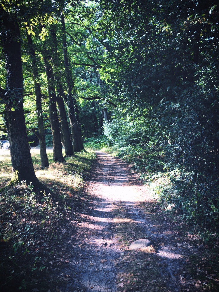 Lüneburger Heide_Ljus genom träd