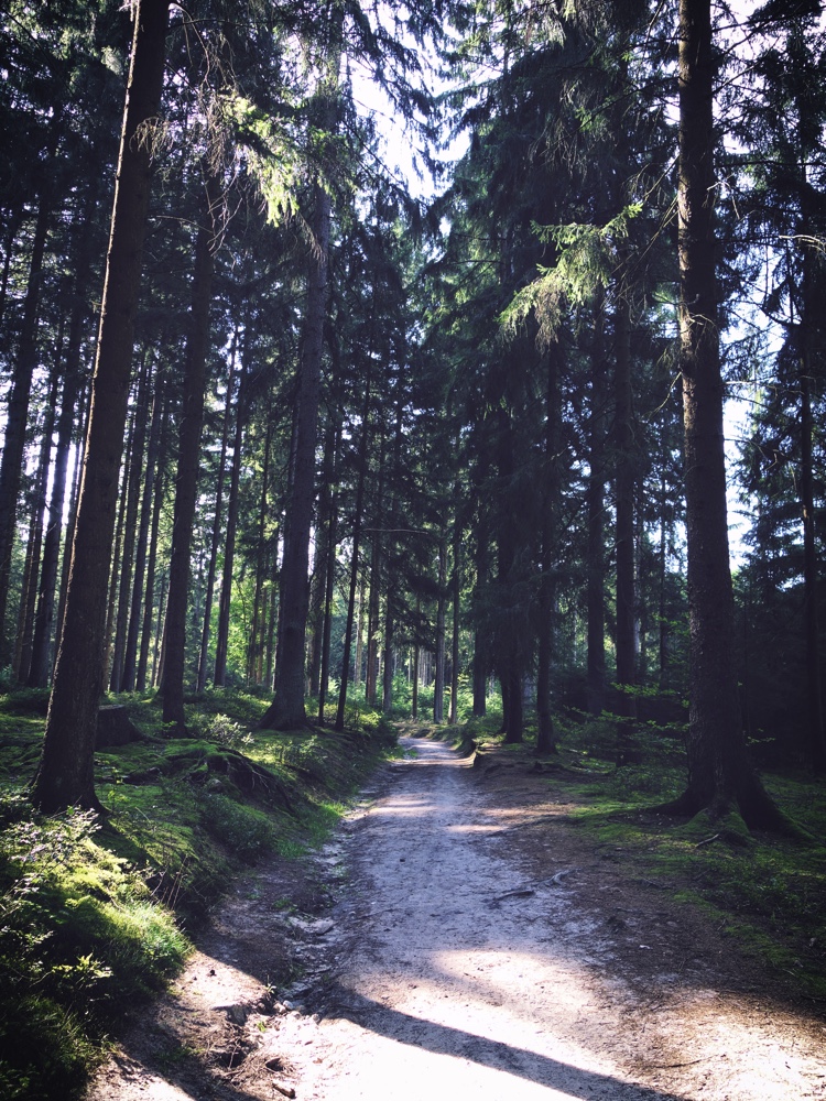 Skogen i Lüneburger Heide