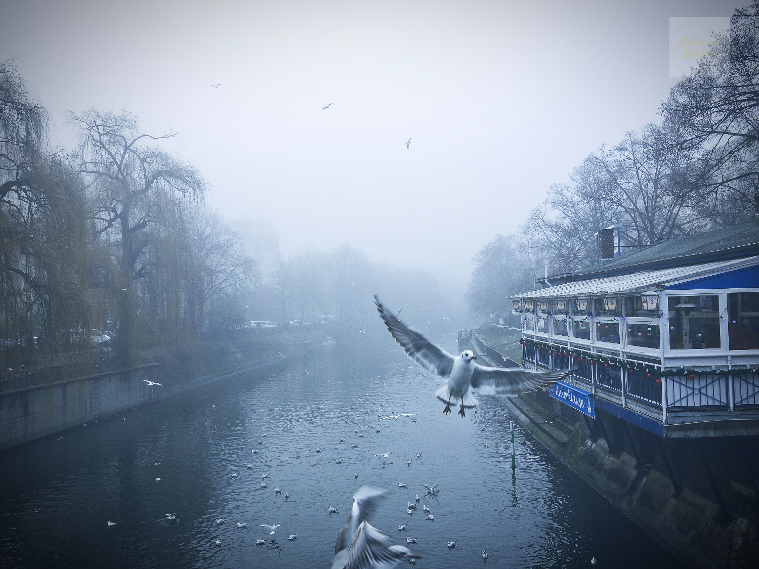 Duva över Landwehrkanal