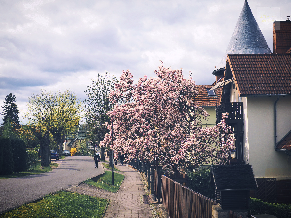 Magnoliaträd över trottoaren