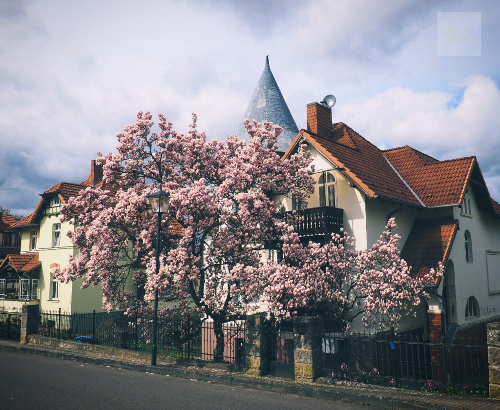 När magnolian blommar