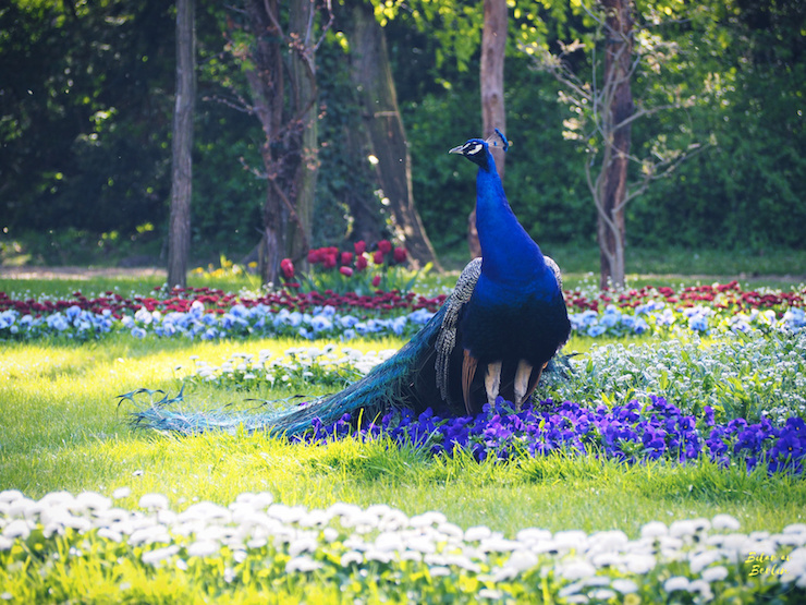 Koketterande påfågel